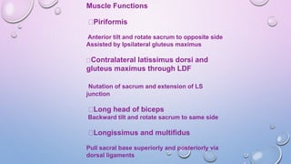 Muscle Functions
Piriformis
Anterior tilt and rotate sacrum to opposite side
Assisted by Ipsilateral gluteus maximus
Contralateral latissimus dorsi and
gluteus maximus through LDF
Nutation of sacrum and extension of LS
junction
Long head of biceps
Backward tilt and rotate sacrum to same side
Longissimus and multifidus
Pull sacral base superiorly and posteriorly via
dorsal ligaments
 