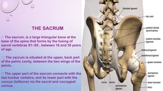 THE SACRUM
The sacrum, is a large triangular bone at the
base of the spine that forms by the fusing of
sacral vertebrae S1–S5 , between 18 and 30 years
of age.
The sacrum is situated at the upper, back part
of the pelvic cavity, between the two wings of the
pelvis..
The upper part of the sacrum connects with the
last lumbar vertebra, and its lower part with the
coccyx (tailbone) via the sacral and coccygeal
cornua.
 