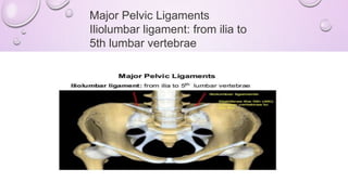 Major Pelvic Ligaments
Iliolumbar ligament: from ilia to
5th lumbar vertebrae
 