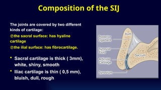 Composition of the SIJ
The joints are covered by two different
kinds of cartilage:
the sacral surface: has hyaline
cartilage
the ilial surface: has fibrocartilage.
• Sacral cartilage is thick ( 3mm),
white, shiny, smooth
• Iliac cartilage is thin ( 0,5 mm),
bluish, dull, rough
 