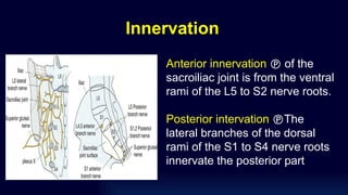 Innervation
Anterior innervation  of the
sacroiliac joint is from the ventral
rami of the L5 to S2 nerve roots.
Posterior intervation The
lateral branches of the dorsal
rami of the S1 to S4 nerve roots
innervate the posterior part
 
