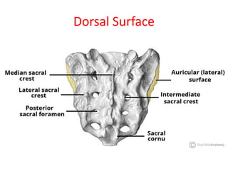 Dorsal Surface
 