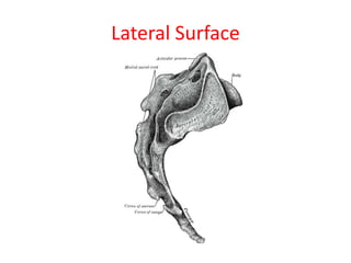 Lateral Surface
 