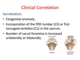Clinical Correlation
Sacralisation:
• Congenital anomaly.
• Incorporation of the fifth lumbar (L5) or first
coccygeal vertebra (C1) in the sacrum.
• Number of sacral foramina is increased
unilaterally or bilaterally.
 