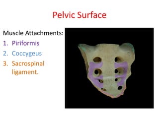 Pelvic Surface
Muscle Attachments:
1. Piriformis
2. Coccygeus
3. Sacrospinal
ligament.
 