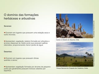 8 coberturas vegetais