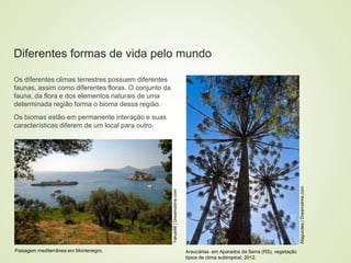 8 coberturas vegetais