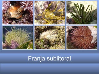 Franja sublitoral  