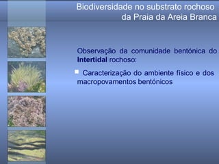 Biodiversidade no substrato rochoso  da Praia da Areia Branca Observação da comunidade bentónica do  Intertidal  rochoso: Caracterização do ambiente físico e dos  macropovamentos bentónicos 