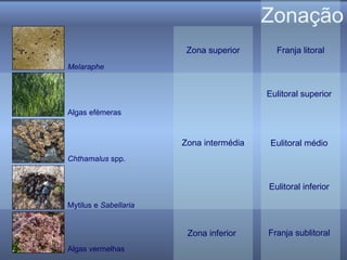 Zonação Franja sublitoral Franja litoral Eulitoral inferior Eulitoral médio Eulitoral superior Algas vermelhas Zona superior Zona intermédia Zona inferior Algas efémeras Chthamalus  spp. Mytilus e  Sabellaria Melaraphe 