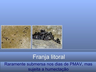 Franja litoral Raramente submersa nos dias de PMAV, mas sujeita a humectação 