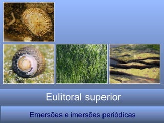 Eulitoral superior Emersões e imersões periódicas 