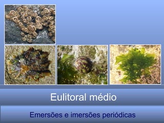 Eulitoral médio Emersões e imersões periódicas 