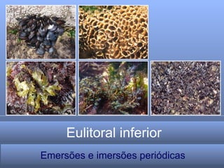 Eulitoral inferior Emersões e imersões periódicas 