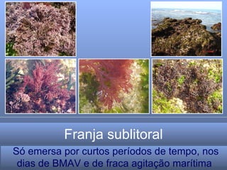 Franja sublitoral  Só emersa por curtos períodos de tempo, nos dias de BMAV e de fraca agitação marítima 