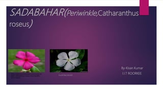SADABAHAR(Periwinkle,Catharanthus
roseus)
By-Kisan Kumar
I.I.T ROORKEE(http://www.homeremediess.com/medicinal-
plant-catharanthus-roseus-vinca-benefits-
and-images/)
(Lucid Key Server)
 
