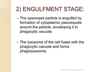 2) ENGULFMENT STAGE:
 The opsonised particle is engulfed by
formation of cytoplasmic pseudopods
around the particle, enve...