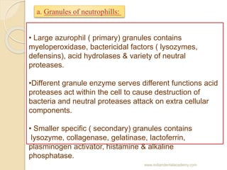 • Large azurophil ( primary) granules contains
myeloperoxidase, bactericidal factors ( lysozymes,
defensins), acid hydrola...