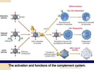 The activation and functions of the complement system.
www.indiandentalacademy.com
 