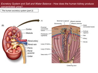 Anatomy of Excretory system Of human body | PPT