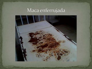 Maca enferrujada