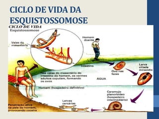CICLO DE VIDA DA
ESQUISTOSSOMOSE
 