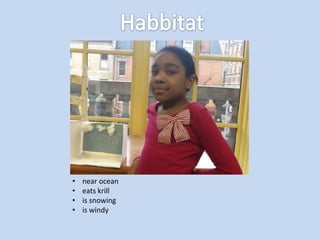 •   near ocean
•   eats krill
•   is snowing
•   is windy
 