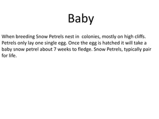 Baby
When breeding Snow Petrels nest in colonies, mostly on high cliffs.
Petrels only lay one single egg. Once the egg is hatched it will take a
baby snow petrel about 7 weeks to fledge. Snow Petrels, typically pair
for life.
 