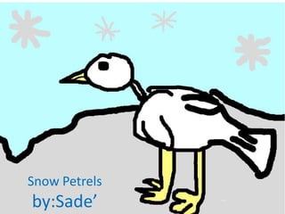 Snow Petrels
by:Sade’
 