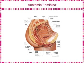 Anatomia Feminina
 
