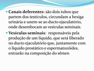  Canais deferentes: são dois tubos que
partem dos testículos, circundam a bexiga
urinária e unem-se ao ducto ejaculatório,
onde desembocam as vesículas seminais.
 Vesículas seminais: responsáveis pela
produção de um líquido, que será liberado
no ducto ejaculatório que, juntamente com
o líquido prostático e espermatozóides,
entrarão na composição do sêmen
 