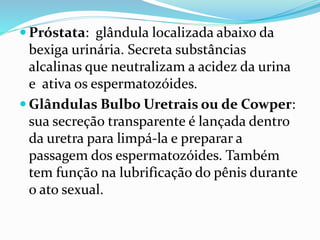  Próstata: glândula localizada abaixo da
bexiga urinária. Secreta substâncias
alcalinas que neutralizam a acidez da urina
e ativa os espermatozóides.
 Glândulas Bulbo Uretrais ou de Cowper:
sua secreção transparente é lançada dentro
da uretra para limpá-la e preparar a
passagem dos espermatozóides. Também
tem função na lubrificação do pênis durante
o ato sexual.
 
