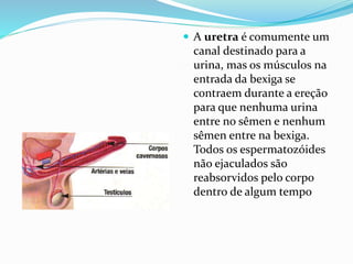  A uretra é comumente um
canal destinado para a
urina, mas os músculos na
entrada da bexiga se
contraem durante a ereção
para que nenhuma urina
entre no sêmen e nenhum
sêmen entre na bexiga.
Todos os espermatozóides
não ejaculados são
reabsorvidos pelo corpo
dentro de algum tempo
 