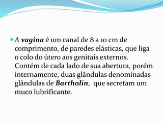  A vagina é um canal de 8 a 10 cm de
comprimento, de paredes elásticas, que liga
o colo do útero aos genitais externos.
Contém de cada lado de sua abertura, porém
internamente, duas glândulas denominadas
glândulas de Bartholin, que secretam um
muco lubrificante.
 