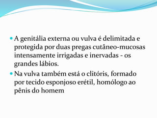  A genitália externa ou vulva é delimitada e
protegida por duas pregas cutâneo-mucosas
intensamente irrigadas e inervadas - os
grandes lábios.
 Na vulva também está o clitóris, formado
por tecido esponjoso erétil, homólogo ao
pênis do homem
 