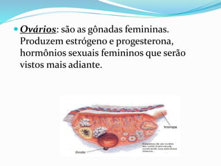  Ovários: são as gônadas femininas.
Produzem estrógeno e progesterona,
hormônios sexuais femininos que serão
vistos mais adiante.
 