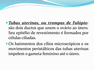 Tubas uterinas, ou trompas de Falópio:
são dois ductos que unem o ovário ao útero.
Seu epitélio de revestimento é formados por
células ciliadas.
 Os batimentos dos cílios microscópicos e os
movimentos peristálticos das tubas uterinas
impelem o gameta feminino até o útero.
 