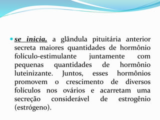  se inicia, a glândula pituitária anterior
secreta maiores quantidades de hormônio
folículo-estimulante juntamente com
pequenas quantidades de hormônio
luteinizante. Juntos, esses hormônios
promovem o crescimento de diversos
folículos nos ovários e acarretam uma
secreção considerável de estrogênio
(estrógeno).
 