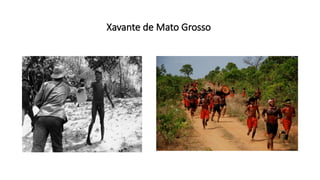 Xavante de Mato Grosso
 