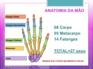 ANATOMIA DA MÃO
08 Carpo
05 Metacarpo
14 Falanges
TOTAL=27 osso
DEDOS DAS MÃOS QUIRODÁCTILOS
 