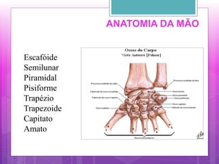 ANATOMIA DA MÃO
Escafóide
Semilunar
Piramidal
Pisiforme
Trapézio
Trapezoide
Capitato
Amato
 