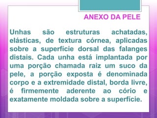 ANEXO DA PELE
Unhas são estruturas achatadas,
elásticas, de textura córnea, aplicadas
sobre a superfície dorsal das falanges
distais. Cada unha está implantada por
uma porção chamada raiz um suco da
pele, a porção exposta é denominada
corpo e a extremidade distal, borda livre,
é firmemente aderente ao cório e
exatamente moldada sobre a superfície.
 