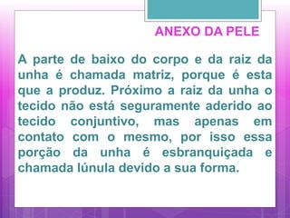 ANEXO DA PELE
A parte de baixo do corpo e da raiz da
unha é chamada matriz, porque é esta
que a produz. Próximo a raiz da unha o
tecido não está seguramente aderido ao
tecido conjuntivo, mas apenas em
contato com o mesmo, por isso essa
porção da unha é esbranquiçada e
chamada lúnula devido a sua forma.
 