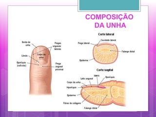 COMPOSIÇÃO
DA UNHA
 