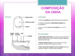COMPOSIÇÃO
DA UNHA
 