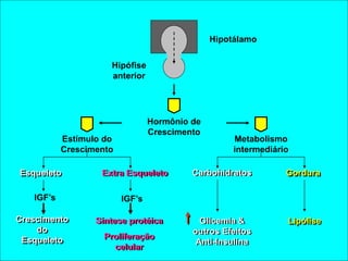 Hormônio de
Crescimento
Hipófise
anterior
Hipotálamo
Estímulo do
Crescimento
Metabolismo
intermediário
Esqueleto Extra Esqueleto Carbohidratos Gordura
Lipólise
Glicemia &
outros Efeitos
Anti-Insulina
IGF’s IGF’s
Crescimento
do
Esqueleto
Síntese protéica
Proliferação
celular
 