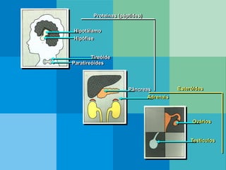 Hipotálamo
Hipófise
Tireóide
Paratireóides
Pâncreas
Adrenais
Ovários
Testículos
Proteínas (péptides)
Esteróides
 