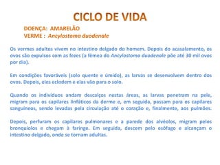 DOENÇA: AMARELÃO
     VERME : Ancylostoma duodenale

Os vermes adultos vivem no intestino delgado do homem. Depois do acasalamento, os
ovos são expulsos com as fezes (a fêmea do Ancylostoma duodenale põe até 30 mil ovos
por dia).

Em condições favoráveis (solo quente e úmido), as larvas se desenvolvem dentro dos
ovos. Depois, eles eclodem e elas vão para o solo.

Quando os indivíduos andam descalços nestas áreas, as larvas penetram na pele,
migram para os capilares linfáticos da derme e, em seguida, passam para os capilares
sanguíneos, sendo levadas pela circulação até o coração e, finalmente, aos pulmões.

Depois, perfuram os capilares pulmonares e a parede dos alvéolos, migram pelos
bronquíolos e chegam à faringe. Em seguida, descem pelo esôfago e alcançam o
intestino delgado, onde se tornam adultas.
 