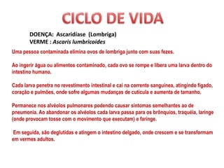 DOENÇA: Ascaridíase (Lombriga)
        VERME : Ascaris lumbricoides
Uma pessoa contaminada elimina ovos de lombriga junto com suas fezes.

Ao ingerir água ou alimentos contaminado, cada ovo se rompe e libera uma larva dentro do
intestino humano.

Cada larva penetra no revestimento intestinal e cai na corrente sanguínea, atingindo fígado,
coração e pulmões, onde sofre algumas mudanças de cutícula e aumenta de tamanho.

Permanece nos alvéolos pulmonares podendo causar sintomas semelhantes ao de
pneumonia. Ao abandonar os alvéolos cada larva passa para os brônquios, traquéia, laringe
(onde provocam tosse com o movimento que executam) e faringe.

Em seguida, são deglutidas e atingem o intestino delgado, onde crescem e se transformam
em vermes adultos.
 