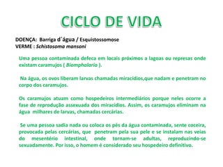 DOENÇA: Barriga d´água / Esquistossomose
VERME : Schistosoma mansoni

 Uma pessoa contaminada defeca em locais próximos a lagoas ou represas onde
 existam caramujos ( Biomphalaria ).

  Na água, os ovos liberam larvas chamadas miracídios,que nadam e penetram no
 corpo dos caramujos.

 Os caramujos atuam como hospedeiros intermediários porque neles ocorre a
 fase de reprodução assexuada dos miracídios. Assim, os caramujos eliminam na
 água milhares de larvas, chamadas cercárias.

  Se uma pessoa sadia nada ou coloca os pés da água contaminada, sente coceira,
 provocada pelas cercárias, que penetram pela sua pele e se instalam nas veias
 do mesentério intestinal, onde tornam-se adultas, reproduzindo-se
 sexuadamente. Por isso, o homem é considerado seu hospedeiro definitivo.
 